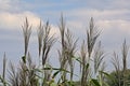 Flowering reed, selecive focus on bue bokeh background