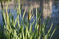 Flowering reeds on the background of water