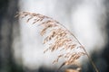 Flowering reeds backlit by the sun Royalty Free Stock Photo