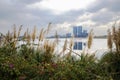 Flowering and reedy lakeside in cloudy winter afternoon