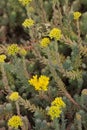 Flowering Reflexed Stonecrop Royalty Free Stock Photo