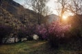 Flowering rhododendron bushes with pink flowers on the background of mountains, small river and rising sun. Spring sunset Royalty Free Stock Photo