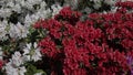 Flowering rhododendron with group of red and purple japanes azaleas.