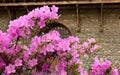 Flowering rhododendron ledebourii in Svetitskhoveli Cathedral coutyard Royalty Free Stock Photo