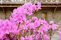 Flowering rhododendron ledebourii in Svetitskhoveli Cathedral coutyard