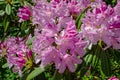 Rhododendron Roseum Elegans Royalty Free Stock Photo