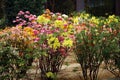 Flowering rhododendrons and azaleas