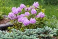 The flowering of rhododendrons & x28;also called alpine roses& x29; in the garden