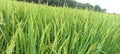Flowering rice paddy Indonesia indah Royalty Free Stock Photo