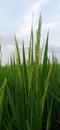 Flowering rice plant Royalty Free Stock Photo
