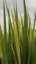 Flowering rice plants Royalty Free Stock Photo