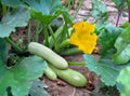 Flowering and ripe fruits of zucchini in vegetable garden. Top view Royalty Free Stock Photo