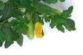 Flowering and ripe fruits of zucchini, vegetable marrow on the vine on white background. Top view Royalty Free Stock Photo