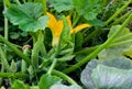 Flowering and ripe fruits of zucchini on the vine in vegetable garden. Top view Royalty Free Stock Photo