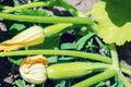 Flowering and ripe zucchini