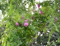 Flowering robinia adhesive pink acacia Robinia viscosa Vent