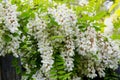 Flowering Robinia pseudoacacia.