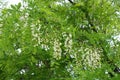 Flowering Robinia pseudoacacia tree in May