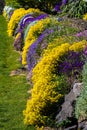 Flowering Rock Cress and Golden Spring Alyssum