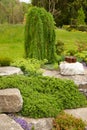 Flowering rock garden in spring. Different bushes and flowers bl Royalty Free Stock Photo