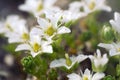 flowering Rockfoil (saxifrage