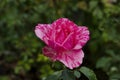 Flowering rose bush in the garden with colorful pink and white flowers covered with raindrops Royalty Free Stock Photo