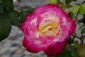 Flowering rose bush in the garden with colorful pink and white flowers covered with raindrops Royalty Free Stock Photo