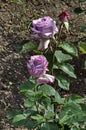 Flowering rose bush in the garden with pastel lilac flowers