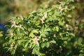 Flowering rose bushes in the garden