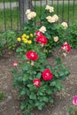 Flowering rose bushes in the garden