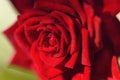 Flowering rose close-up. Fabulous rose in fabulous garden. Royalty Free Stock Photo