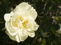 Flowering rose on dark background