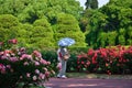 Flowering rose garden and kimono women, Japan. Royalty Free Stock Photo