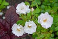 The flowering rose is multicolored Rosa multiflora Thunb.. Close up