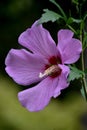 Flowering Rose of Sharon Bush in Bloom Royalty Free Stock Photo