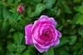 Flowering rose tea rose and unopened bud