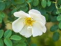 Flowering rosehip bush on a sunny summer day, close-up. Delicately white flowers on a branch of rose hips Royalty Free Stock Photo