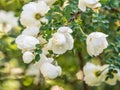 Flowering rosehip bush on a sunny summer day, close-up. Delicately white flowers on a branch of rose hips Royalty Free Stock Photo