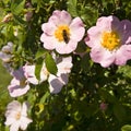 Flowering rosehip bush on a sunny summer day, close-up Royalty Free Stock Photo