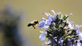 Flowering rosemary with a bee