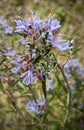 Flowering Rosemary bush