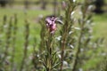 Flowering Rosemary Bush Closeup with Pink Flower