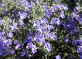 Flowering rosemary