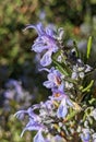 Flowering rosemary bush in spring