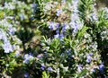 Flowering Rosemary Plant With a Bee