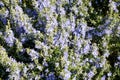 Flowering rosemary plant. Blooming purple flowers in spring season. Rosemary herb with purple and blue flowers and evergreen, need Royalty Free Stock Photo