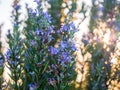 Flowering rosemary plant in Esporao, Portugal, at sunset