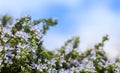 Flowering rosemary on sky background