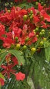 Australian Cityscape Scenery - Flowering Poinciana Tree Royalty Free Stock Photo