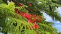 Australian Cityscape Scenery - Flowering Poinciana Tree Royalty Free Stock Photo